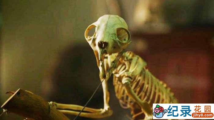 BBC科学揭秘纪录片《自然界最怪异的事件 Natures Weirdest Events》第4季 720P/1080i高清纪录片百度云插图 BBC科学揭秘纪录片《自然界最怪异的事件 Natures Weirdest Events》第4季 720P/1080i高清纪录片百度云