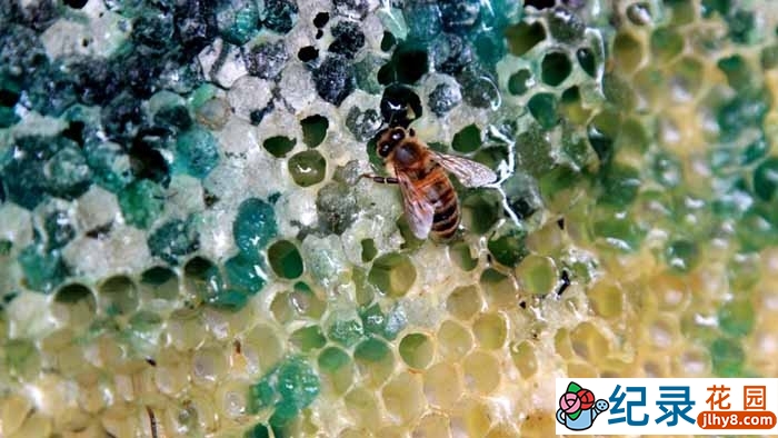 BBC科学揭秘纪录片《自然界最怪异的事件 Natures Weirdest Events》第3季 720P/1080i高清纪录片百度云插图 BBC科学揭秘纪录片《自然界最怪异的事件 Natures Weirdest Events》第3季 720P/1080i高清纪录片百度云