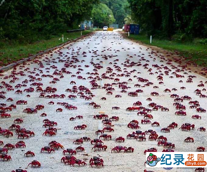 BBC生物入侵纪录片《超级生物群:大自然不可思议的入侵 Super Swarms》全2集 720P/1080i高清纪录片百度云盘下载插图1 BBC生物入侵纪录片《超级生物群:大自然不可思议的入侵 Super Swarms》全2集 720P/1080i高清纪录片百度云盘下载