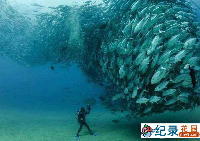 BBC生物入侵纪录片《超级生物群:大自然不可思议的入侵 Super Swarms》全2集 720P/1080i高清纪录片百度云盘下载插图3 BBC生物入侵纪录片《超级生物群:大自然不可思议的入侵 Super Swarms》全2集 720P/1080i高清纪录片百度云盘下载