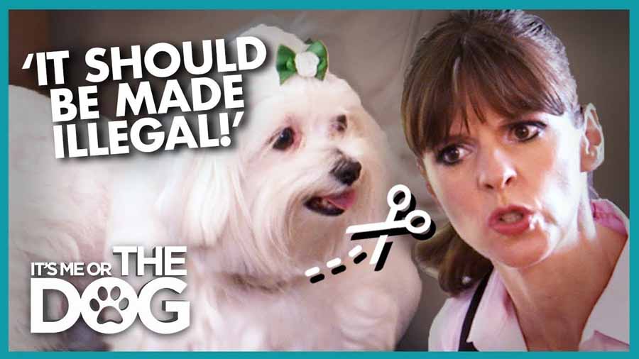 生活妙招纪录片《调教宠物狗技巧》第2季全20集中字 纪录片解说素材百度云盘下载 1080/MP4/48.4G插图 生活妙招纪录片《调教宠物狗技巧》第2季全20集中字 纪录片解说素材百度云盘下载 1080/MP4/48.4G