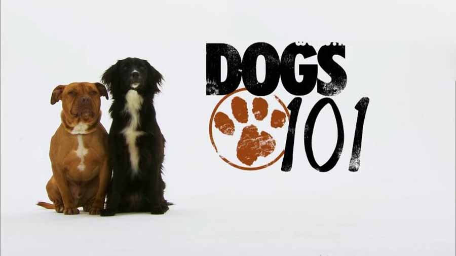 宠物狗指南纪录片《狗狗101全纪录 Dogs 101》第1季全9集中字 纪录片解说素材百度云盘下载 1080/MP4/12.6G插图 宠物狗指南纪录片《狗狗101全纪录 Dogs 101》第1季全9集中字 纪录片解说素材百度云盘下载 1080/MP4/12.6G