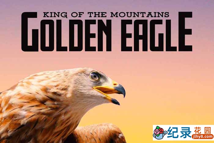 BBC飞禽纪录片《高山勇士 金雕 King of the Mountains:The Golden Eagle》全1集中字 TS/蓝光高清纪录片资源百度云盘下载插图 BBC飞禽纪录片《高山勇士 金雕 King of the Mountains:The Golden Eagle》全1集中字 TS/蓝光高清纪录片资源百度云盘下载