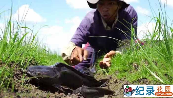 捕鱼纪录片《旱地挖鱼》第3季原版无字 4K高清自媒体解说素材百度云盘下载插图 捕鱼纪录片《旱地挖鱼》第3季原版无字 4K高清自媒体解说素材百度云盘下载