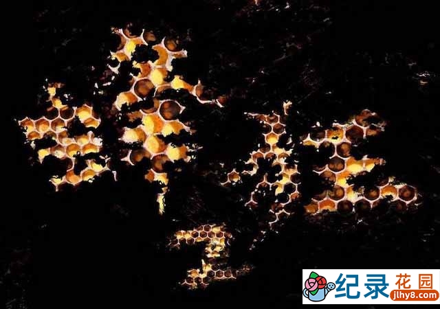 央视环境保护纪录片《蜜蜂危机 蜂狂2》全1集 TS/蓝光高清纪录片资源百度云盘下载插图 央视环境保护纪录片《蜜蜂危机 蜂狂2》全1集 TS/蓝光高清纪录片资源百度云盘下载