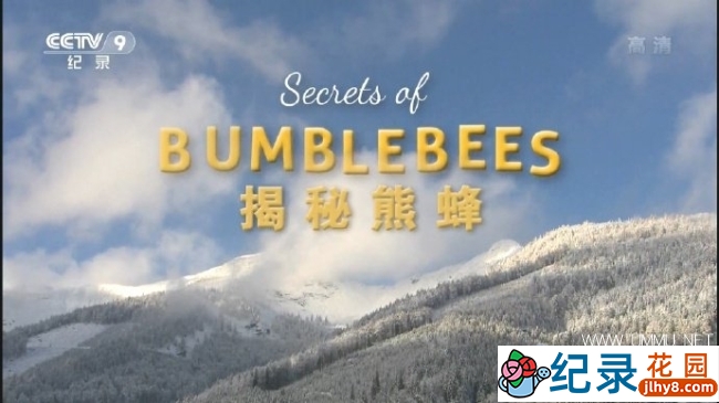 奥地利昆虫纪录片《揭秘熊蜂 Secrets of BumbleBees》全1集中字 TS/蓝光高清纪录片资源百度云盘下载插图 奥地利昆虫纪录片《揭秘熊蜂 Secrets of BumbleBees》全1集中字 TS/蓝光高清纪录片资源百度云盘下载