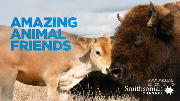 神奇的动物朋友 Amazing Animal Friends