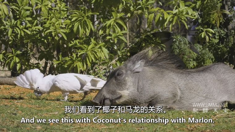 神奇的动物朋友 Amazing Animal Friends