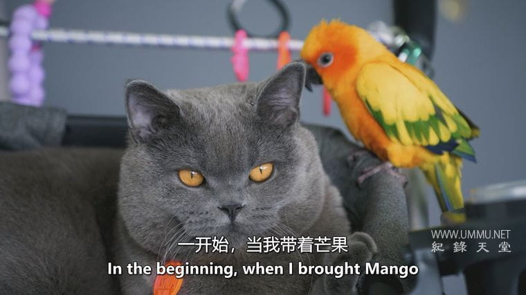 神奇的动物朋友 Amazing Animal Friends