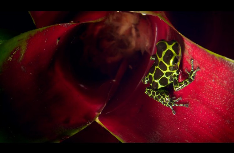 动物的崛起:脊椎动物的胜利 David Attenborough's Rise of Animals: Triumph of the Vertebrates