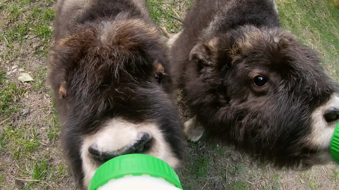 阿拉斯加野生动物救援 第一季 Alaska Animal Rescue Season 1