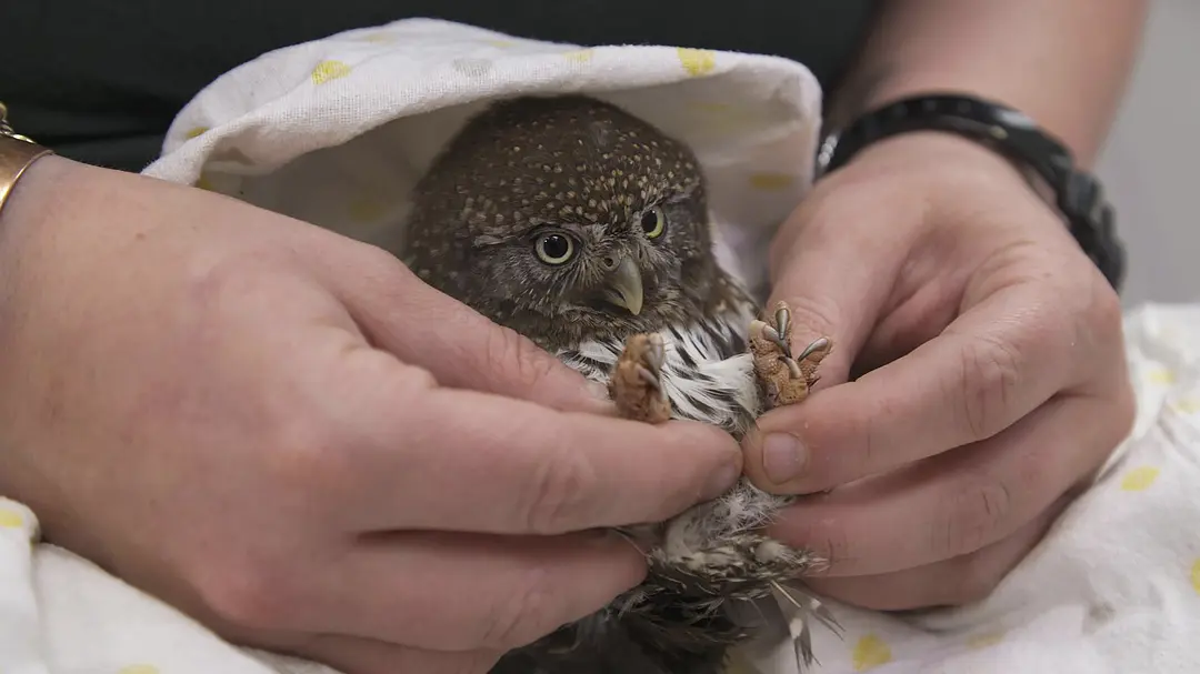 阿拉斯加野生动物救援 第一季 Alaska Animal Rescue Season 1