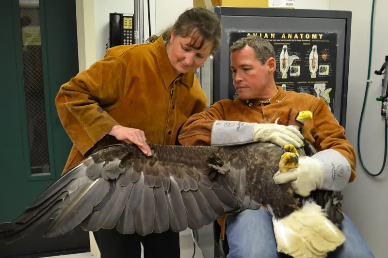 阿拉斯加野生动物救援 第一季 Alaska Animal Rescue Season 1