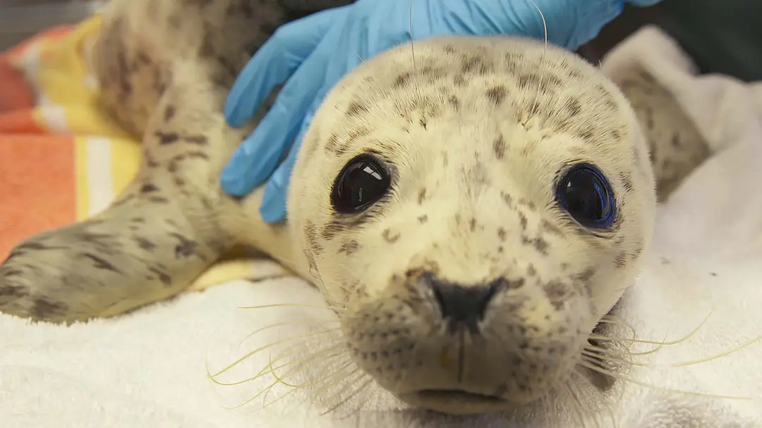 阿拉斯加野生动物救援 第一季 Alaska Animal Rescue Season 1