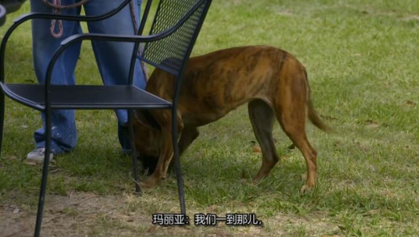 狗儿救援迎新生 第11季 Pit Bulls and Parolees