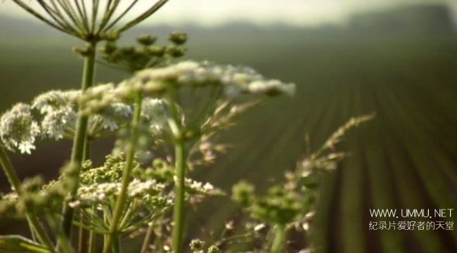 Domesday 末日审判书