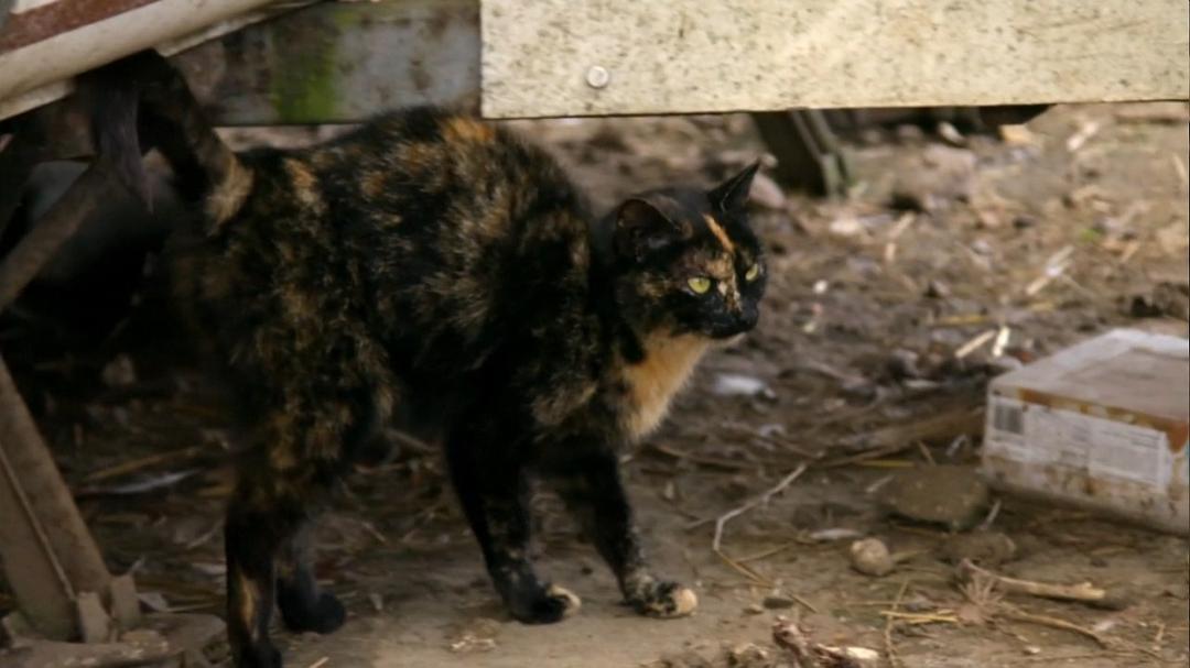 地平线系列:猫咪观察 Cat Watch 2014: The New Horizon Experiment