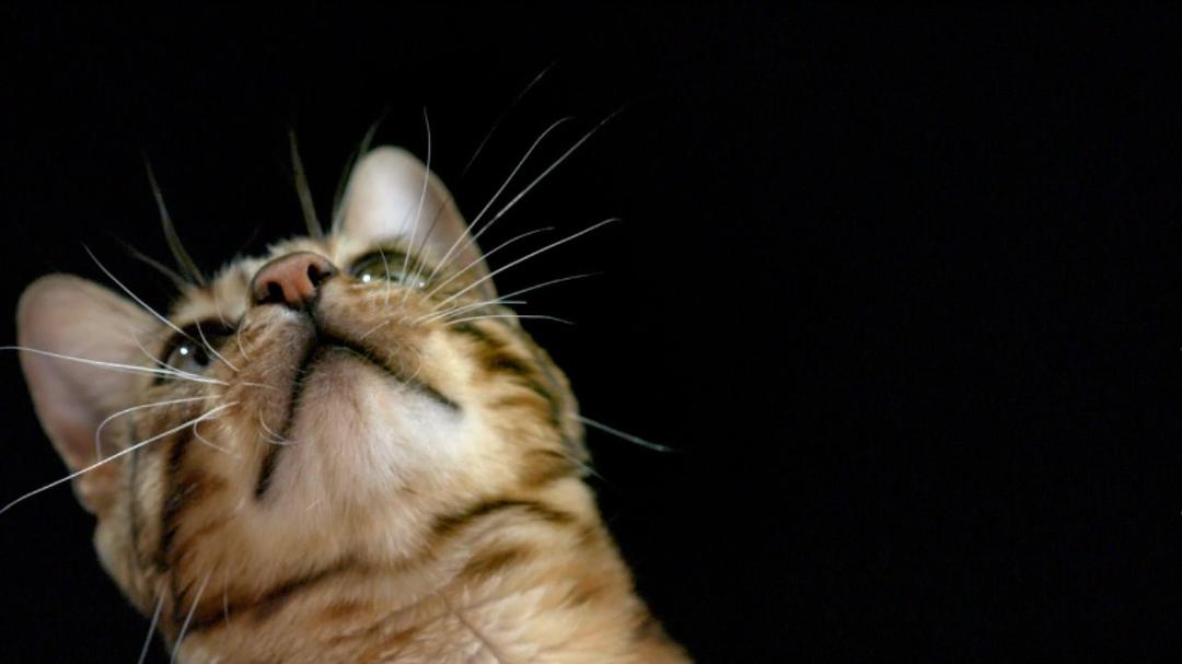 地平线系列:猫咪观察 Cat Watch 2014: The New Horizon Experiment