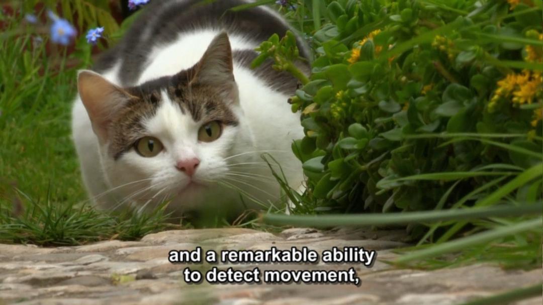 地平线系列:猫咪观察 Cat Watch 2014: The New Horizon Experiment