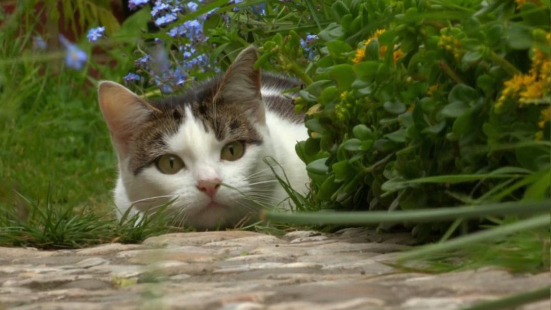 地平线系列:猫咪观察 Cat Watch 2014: The New Horizon Experiment