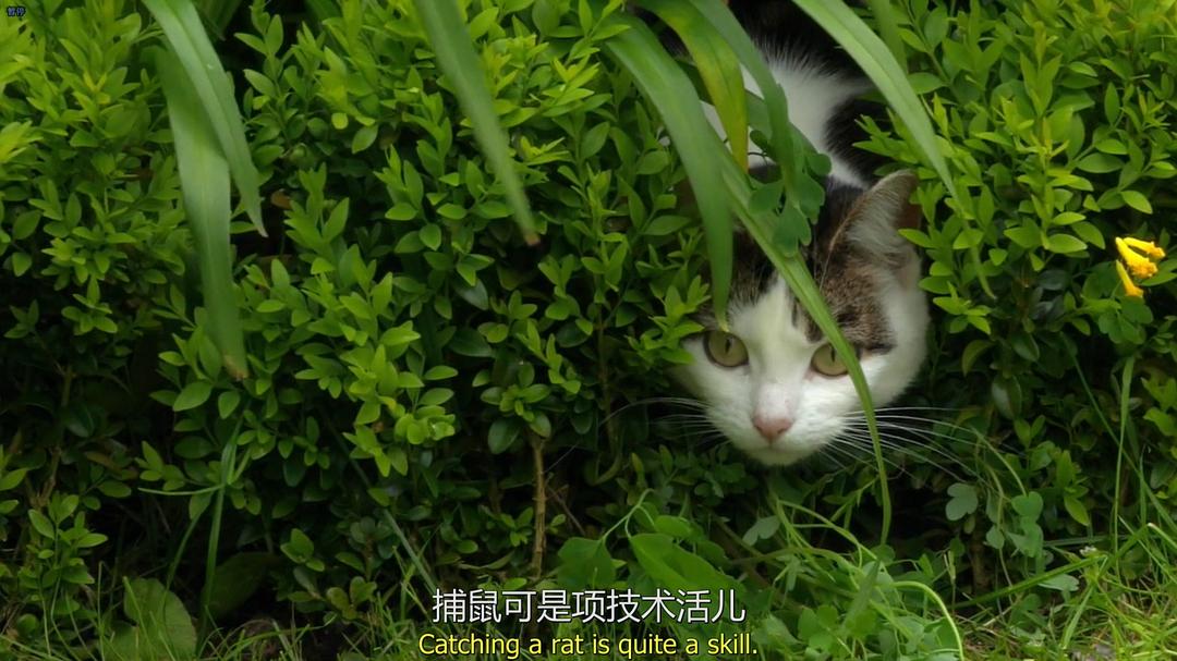 地平线系列:猫咪观察 Cat Watch 2014: The New Horizon Experiment