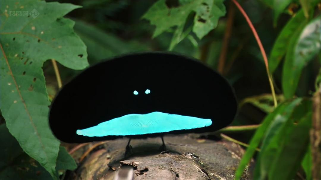 大卫爱登堡野外探索60年 Attenborough: 60 Years in the Wild