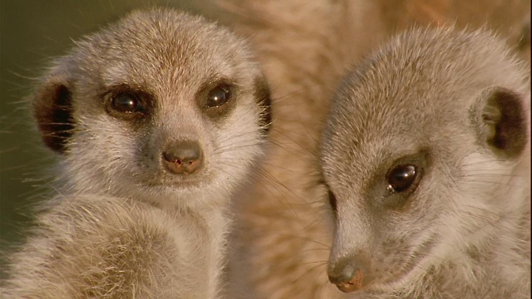 大卫爱登堡野外探索60年 Attenborough: 60 Years in the Wild