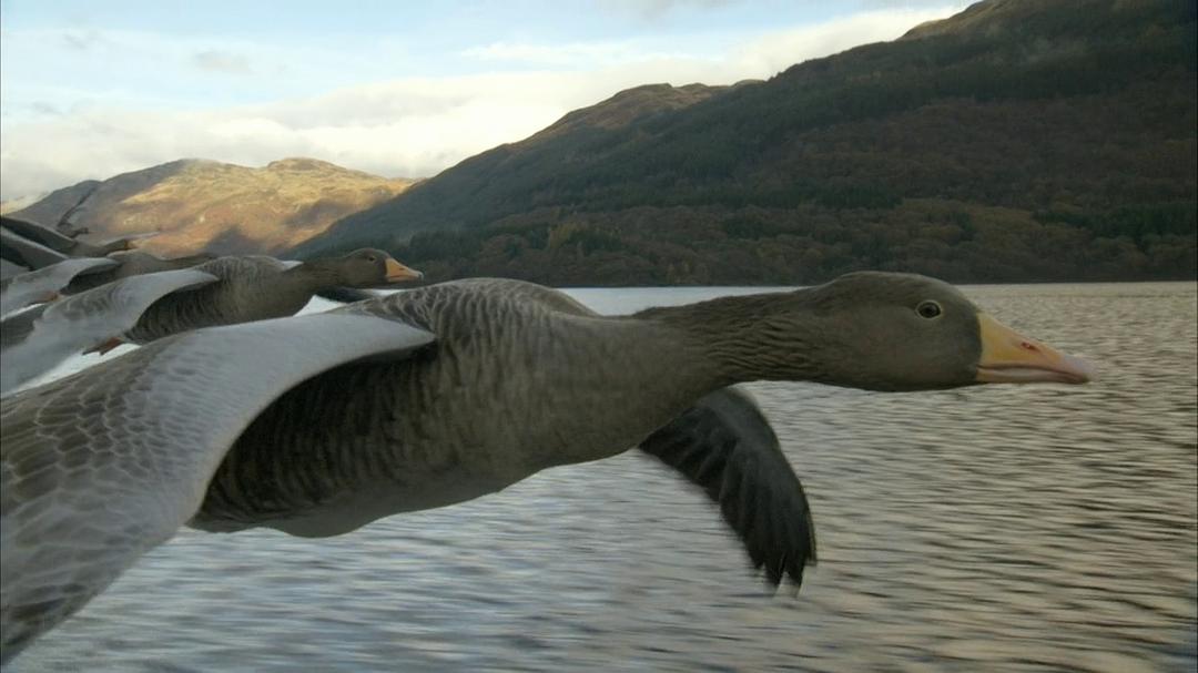 大卫爱登堡野外探索60年 Attenborough: 60 Years in the Wild