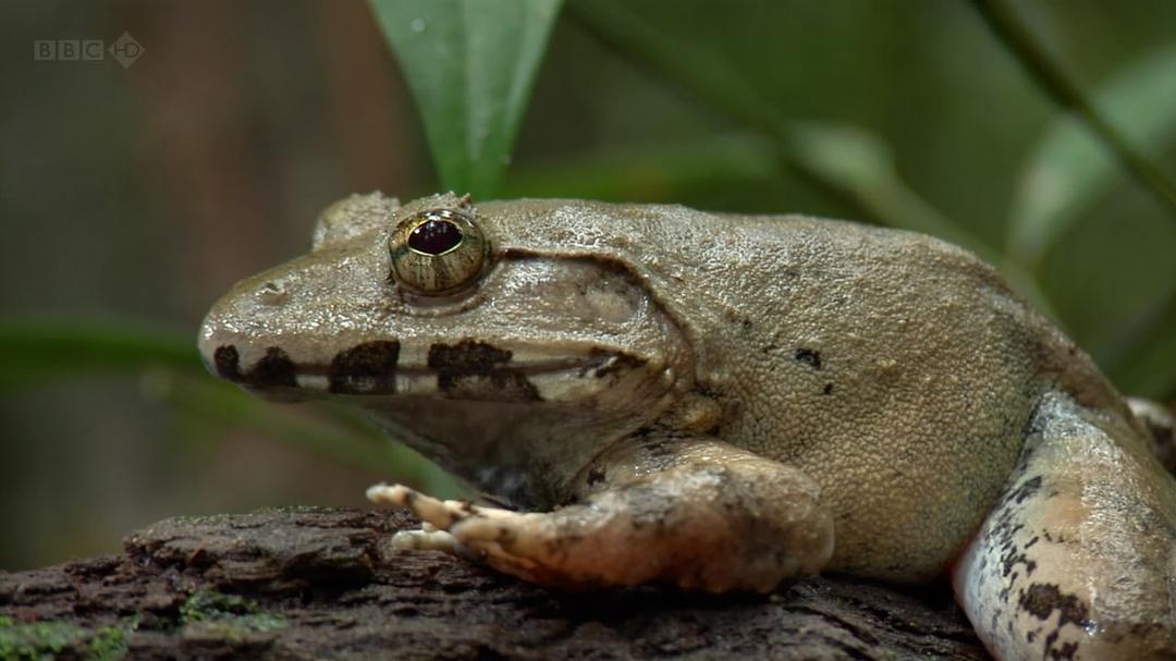 大卫爱登堡野外探索60年 Attenborough: 60 Years in the Wild
