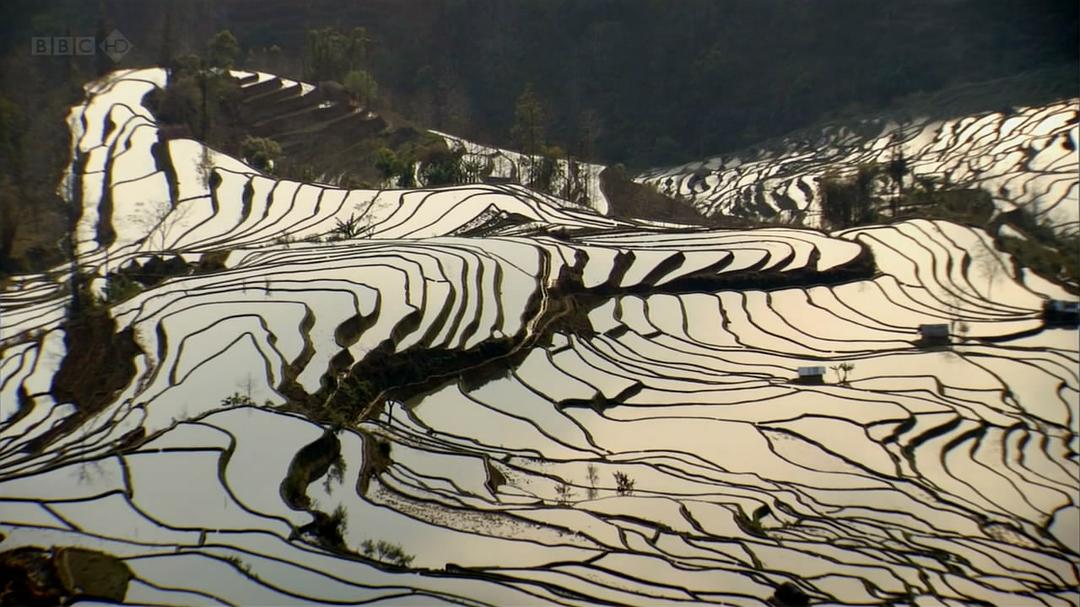 大卫爱登堡野外探索60年 Attenborough: 60 Years in the Wild
