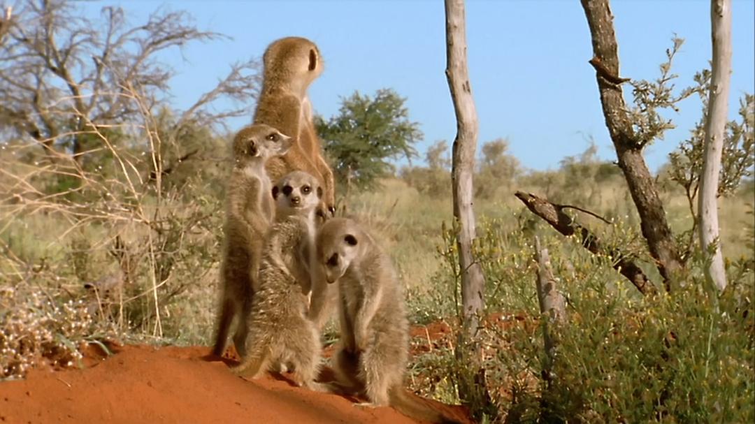 大卫爱登堡野外探索60年 Attenborough: 60 Years in the Wild