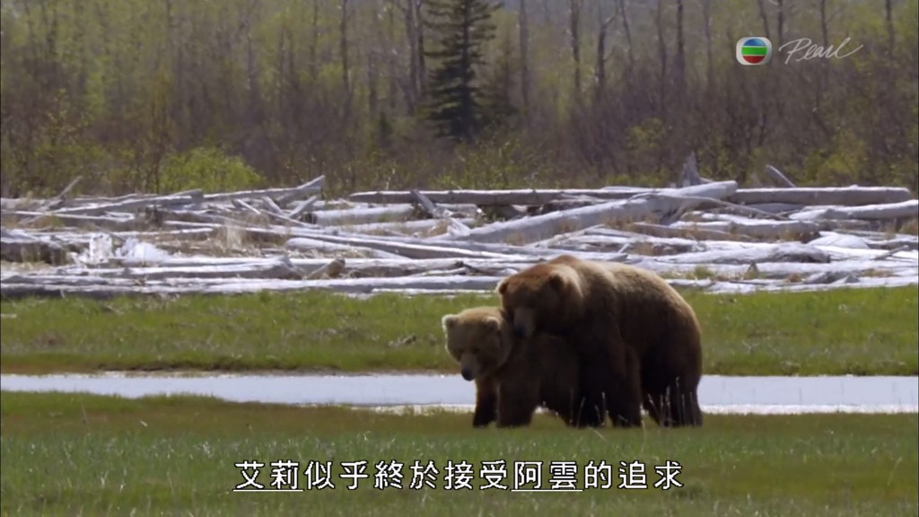 灰熊全接触 Great Bear Stakeout