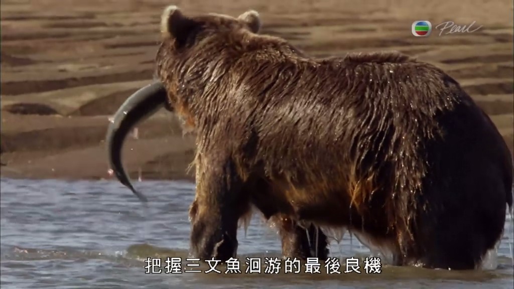 灰熊全接触 Great Bear Stakeout