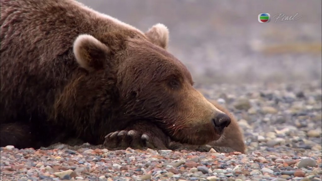 灰熊全接触 Great Bear Stakeout