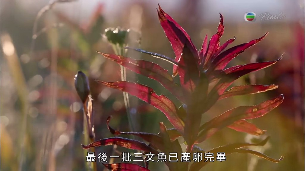 灰熊全接触 Great Bear Stakeout