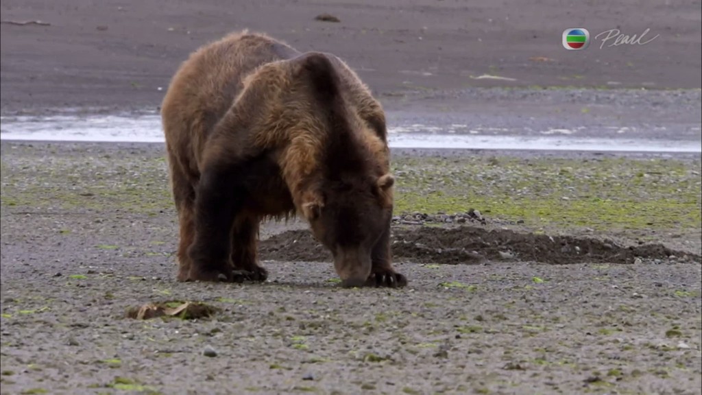 灰熊全接触 Great Bear Stakeout