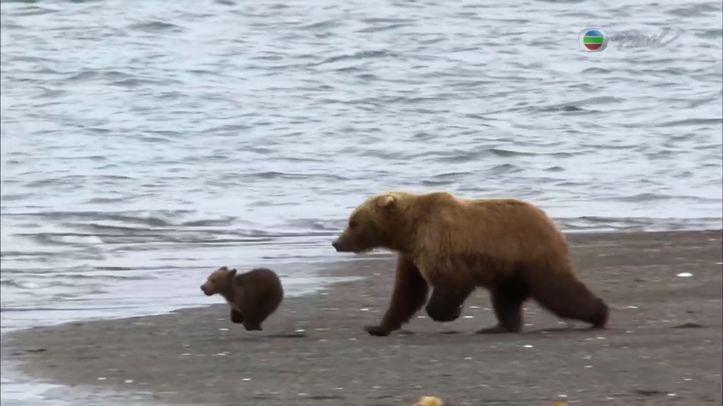 灰熊全接触 Great Bear Stakeout