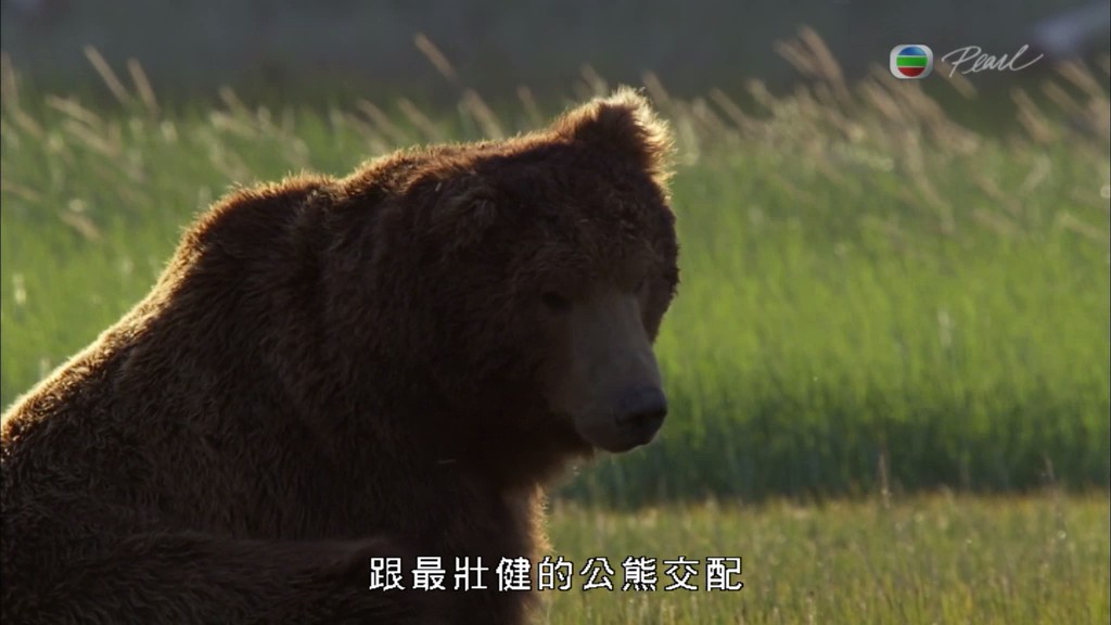 灰熊全接触 Great Bear Stakeout