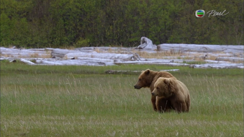 灰熊全接触 Great Bear Stakeout