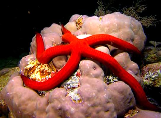 水下印象 Impressionen unter Wasser