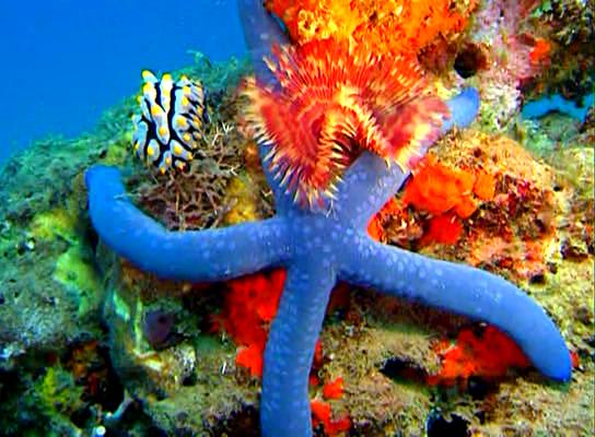 水下印象 Impressionen unter Wasser