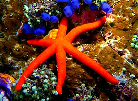 水下印象 Impressionen unter Wasser