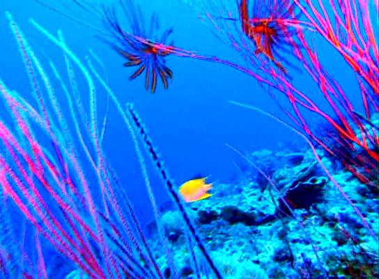 水下印象 Impressionen unter Wasser