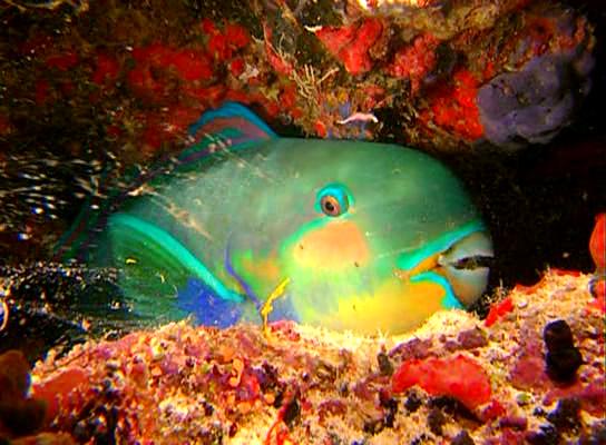 水下印象 Impressionen unter Wasser