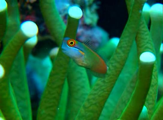 水下印象 Impressionen unter Wasser