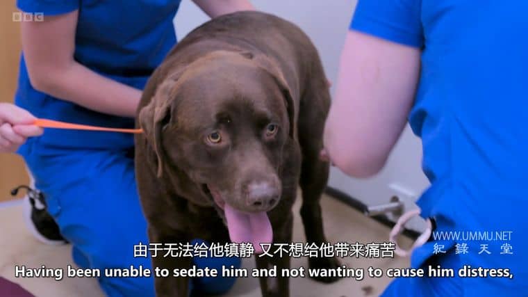 24小时宠物医院 24/7 Pet Hospital 2023