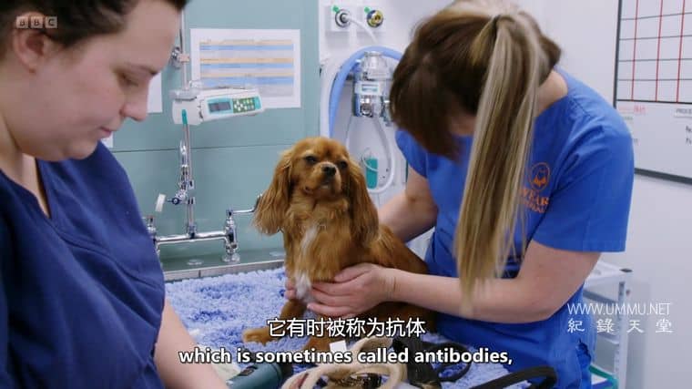 24小时宠物医院 24/7 Pet Hospital 2023
