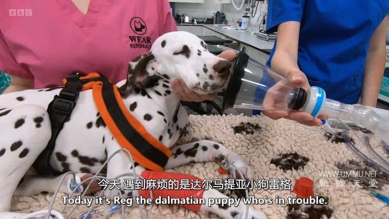 24小时宠物医院 24/7 Pet Hospital 2023