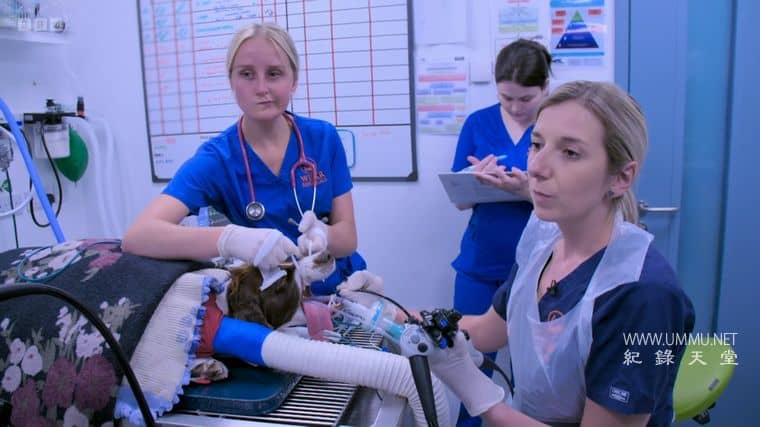 24小时宠物医院 24/7 Pet Hospital 2023