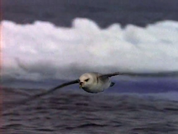 北极冰原 Arctic Kingdom: Life at the Edge